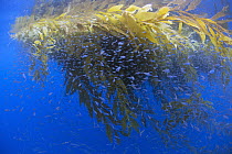 Giant Kelp (Macrocystis pyrifera) leaves floating on surface, offering protection for many different small fish, San Diego, California