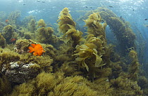Garibaldi (Hypsypops rubicundus) in Giant Kelp (Macrocystis pyrifera) forest, Catalina Island, Channel Islands, California