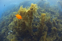 Garibaldi (Hypsypops rubicundus) in Giant Kelp (Macrocystis pyrifera) forest, Catalina Island, Channel Islands, California