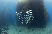 Pacific Mackerel (Scomber japonicus) school in Giant Kelp (Macrocystis pyrifera) forest, Catalina Island, Channel Islands, California