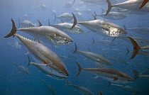 Atlantic Bluefin Tuna (Thunnus thynnus) school, Turkey
