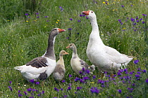 Greylag Goose (Anser anser) parents with goslings, Alentejo, Portugal