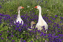 Greylag Goose (Anser anser) parents with gosling, Alentejo, Portugal