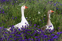 Greylag Goose (Anser anser) pair, Alentejo, Portugal