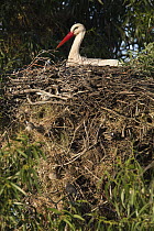 White Stork (Ciconia ciconia) on nest, in which Spanish Sparrows (Passer hispaniolensis) are also nesting, Alentejo, Portugal
