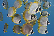 Eyepatch Butterflyfish (Chaetodon adiergastos) school, Bali, Indonesia