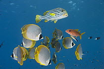 Eyepatch Butterflyfish (Chaetodon adiergastos) and Indian Ocean Oriental Sweetlips (Plectorhinchus vittatus) group waiting while Flame Goatfish (Mulloidichthys vanicolensis) is being cleaned by Blue-s...