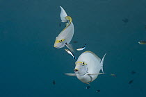 Elongate Surgeonfish (Acanthurus mata) pair being cleaned by Blue-streaked Cleaner Wrasse (Labroides dimidiatus) pair, Bali, Indonesia
