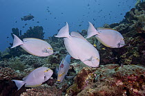 Elongate Surgeonfish (Acanthurus mata) school being cleaned by juvenile Redfin Hogfish (Bodianus dictynna) and Blackspot Cleaner Wrasses (Labroides pectoralis), Bali, Indonesia