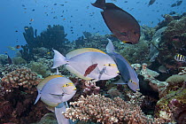Elongate Surgeonfish (Acanthurus mata), light and dark morphs, being cleaned by juvenile Redfin Hogfish (Bodianus dictynna) and Blackspot Cleaner Wrasse (Labroides pectoralis), Bali, Indonesia