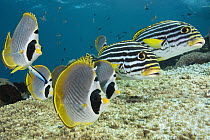 Eyepatch Butterflyfish (Chaetodon adiergastos) and Indian Ocean Oriental Sweetlips (Plectorhinchus vittatus) school, Bali, Indonesia