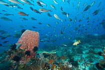 Elongate Surgeonfish (Acanthurus mata) school swimming over Giant Barrel Sponge (Xestospongia testudinaria) in coral reef, Komodo National Park, Indonesia