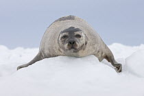 Harp Seal (Phoca groenlandicus) female on ice, Magdalen Islands, Gulf of Saint Lawrence, Quebec, Canada