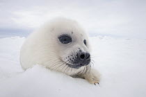 Harp Seal (Phoca groenlandicus) pup on ice, Magdalen Islands, Gulf of Saint Lawrence, Quebec, Canada