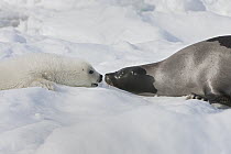 Harp Seal (Phoca groenlandicus) mother and pup nuzzling on ice, Magdalen Islands, Gulf of Saint Lawrence, Quebec, Canada
