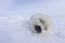 Harp Seal (Phoca groenlandicus) pup sleeping on ice, Magdalen Islands, Gulf of Saint Lawrence, Quebec, Canada