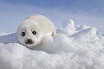 Harp Seal (Phoca groenlandicus) pup on ice, Magdalen Islands, Gulf of Saint Lawrence, Quebec, Canada