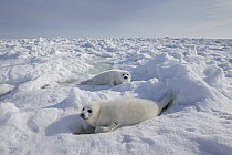 Harp Seal (Phoca groenlandicus) pups camouflaged on ice, Magdalen Islands, Gulf of Saint Lawrence, Quebec, Canada