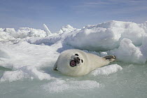 Harp Seal (Phoca groenlandicus) pup in defensive posture on ice, Magdalen Islands, Gulf of Saint Lawrence, Quebec, Canada