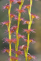 Sundew (Drosera porrecta) showing sticky hairs, Stirling Range National Park, Western Australia, Australia