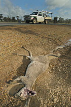 Western Grey Kangaroo (Macropus fuliginosus) killed on highway, Western Australia, Australia