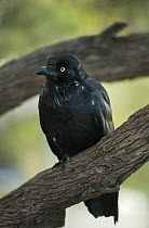 Australian Raven (Corvus coronoides), Rottnest Island, Perth, Western Australia, Australia