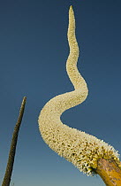 Grass Tree (Xanthorrhoea preissii) flower stalk, Fitzgerald River National Park, Western Australia, Australia