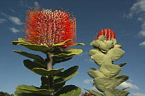 Scarlet Banksia (Banksia coccinea) flowering, Fitzgerald River National Park, Western Australia, Australia