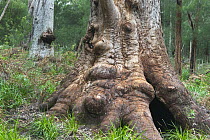 Red Tingle (Eucalyptus jacksonii) tree trunk, Walpole-Nornalup National Park, Western Australia, Australia