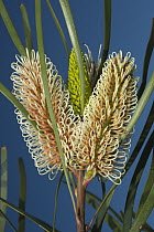 Grevillea (Grevillea sp) flowers, Western Australia, Australia