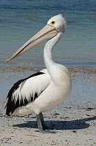 Australian Pelican (Pelecanus conspicillatus), Rottnest Island, Western Australia, Australia