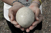 Lesser Rhea (Rhea pennata) egg collected from nest, Puerto Deseado, Argentina