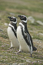 Magellanic Penguin (Spheniscus magellanicus) pair courting, Chile