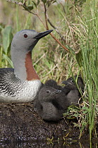 Red-throated Loon (Gavia stellata) parent with chicks at nest, Alaska