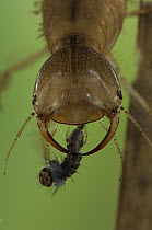 Diving Beetle (Dytiscidae) larva with mosquito larva prey, Alaska
