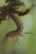 Diving Beetle (Dytiscidae) larva, Alaska