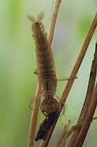 Diving Beetle (Dytiscidae) larva with caddis fly larva prey, Alaska