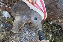 Black Rhinoceros (Diceros bicornis) horn being drilled to allow radio transmitter antenna to peek through, Great Karoo, South Africa