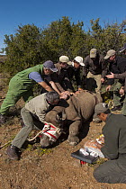 Black Rhinoceros (Diceros bicornis) sub-adult receiving medical exam before relocation, Great Karoo, South Africa