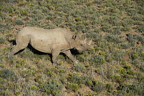 Black Rhinoceros (Diceros bicornis) running with tranquilizer dart in backside, Great Karoo, South Africa