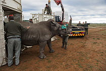 White Rhinoceros (Ceratotherium simum) emerging from crate, soon to be released in private reserve, Great Karoo, South Africa