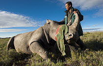 White Rhinoceros (Ceratotherium simum) being released in private game reserve, Great Karoo, South Africa