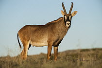 Roan Antelope (Hippotragus equinus), Great Karoo, South Africa