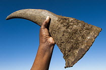 White Rhinoceros (Ceratotherium simum) horn cut off to save animal from poachers before being released into private reserve, Great Karoo, South Africa