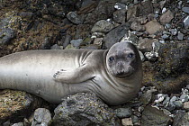 Northern Elephant Seal (Mirounga angustirostris) female, Isla San Benitos, Baja California, Mexico