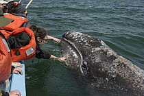 Gray Whale (Eschrichtius robustus) calf touched by whale watchers, San Ignacio Lagoon, Baja California, Mexico