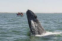Gray Whale (Eschrichtius robustus) calf breaching near whale watchers, San Ignacio Lagoon, Baja California, Mexico