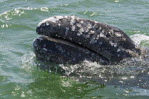 Gray Whale (Eschrichtius robustus) calf surfacing, San Ignacio Lagoon, Baja California, Mexico