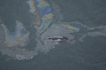 Humpback Whale (Megaptera novaeangliae) surfacing in oil slicked water, Skjalfandi, Iceland