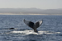 Humpback Whale (Megaptera novaeangliae) tail slapping, Baja California, Mexico